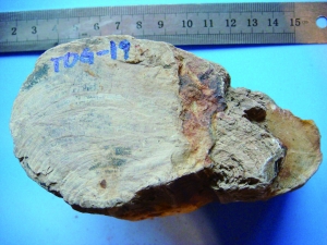 距今约1.6亿年的银杏木化石标本 王永栋供图