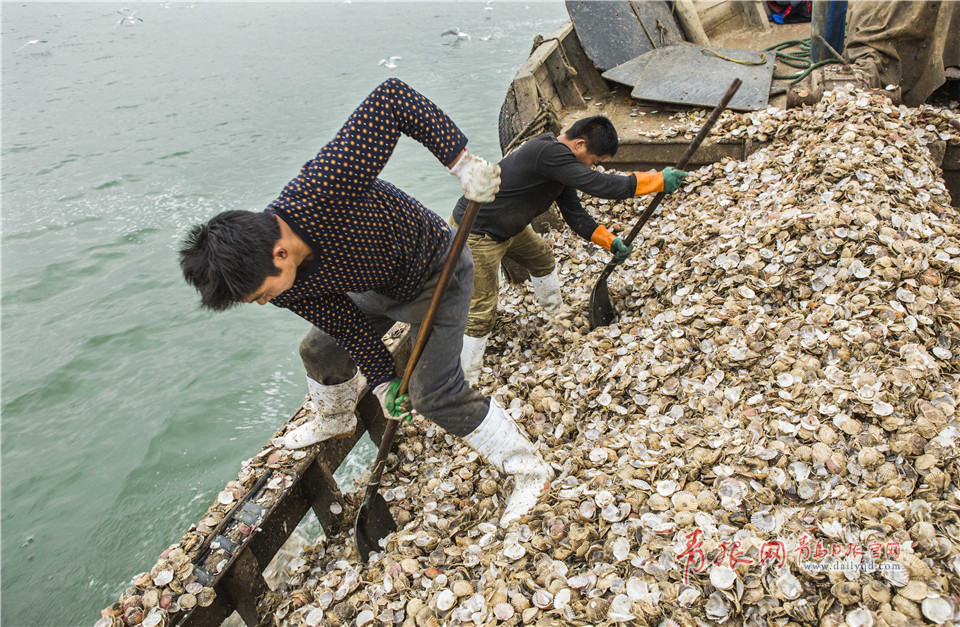 组图：凌晨4点 实拍青岛渔民挖海蛎子全过程