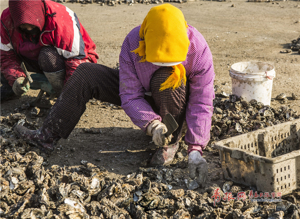 组图：凌晨4点 实拍青岛渔民挖海蛎子全过程