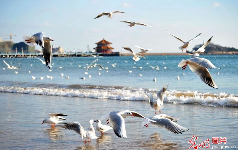 青岛雾霾散尽 上万只海鸥与游客再享碧海蓝天