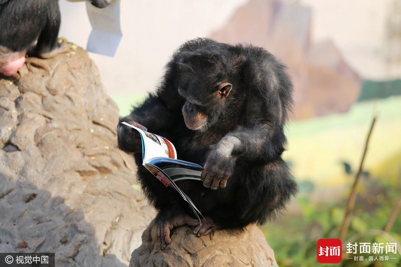 黑猩猩拿书本认真翻看 你还有理由不学习吗？