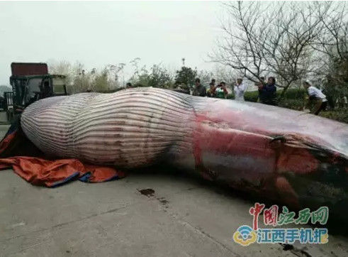 1月5日中国江西网接到新余网友的爆料,“我们公司疯了，拉了头鲸过来，据说这家伙有八吨重！”