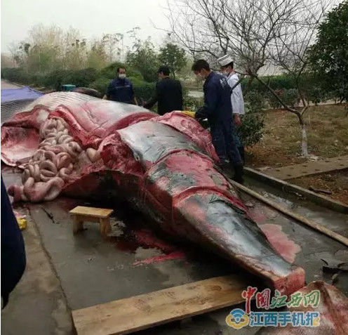 曝江西某公司买8吨重大鲸鱼喂狗 宰杀现场血腥