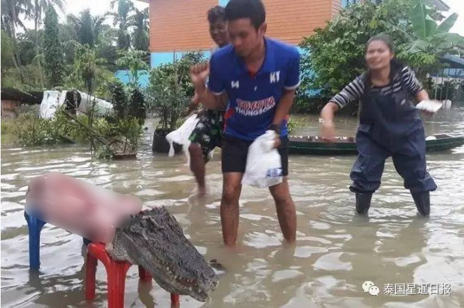 泰国洪涝逾一周 灾民把逃出来的鳄鱼吃了(图)