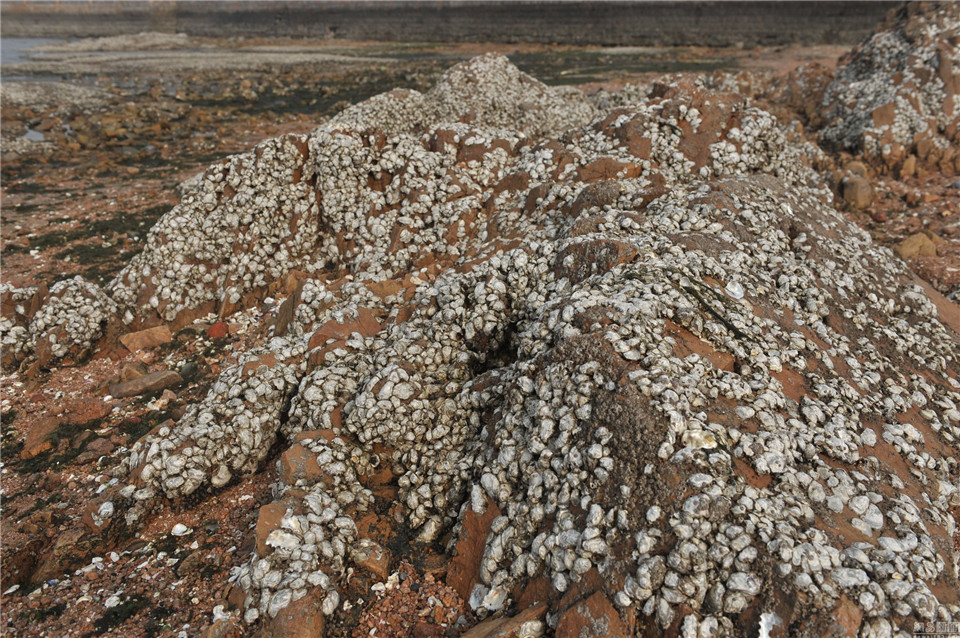 组图：青岛现天然贝壳海滩 堆积层最厚有半米