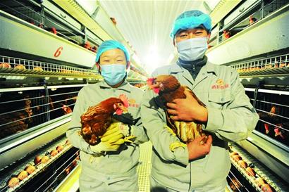 探访省内最大养鸡场 两饲养员轻松照料15万只鸡