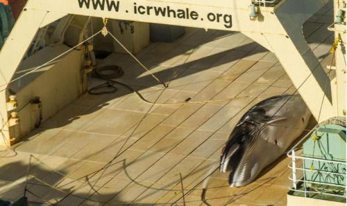 日本渔船在南极偷偷捕猎鲸鱼发现被拍立即遮掩（图）
