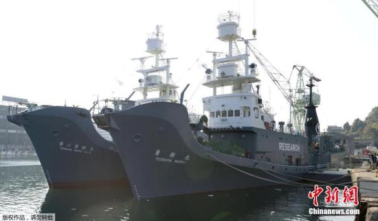 当地时间12月1日，日本下关港市，日本科研捕鲸船队从山口县下关港出发前往南极海域。