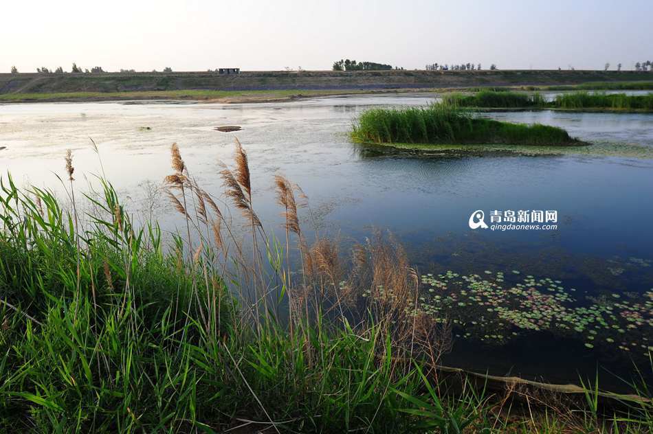 青岛河道治理显成效 水质改善一步一景