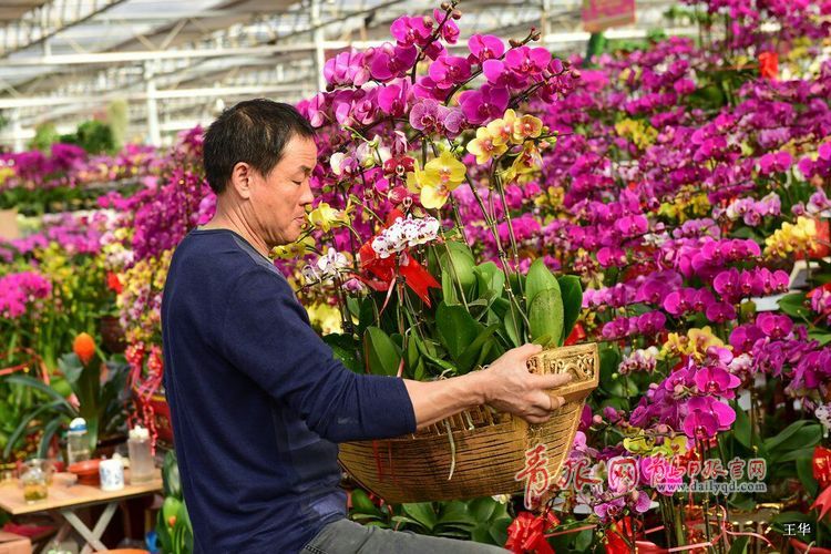 青岛花卉市场人气爆棚