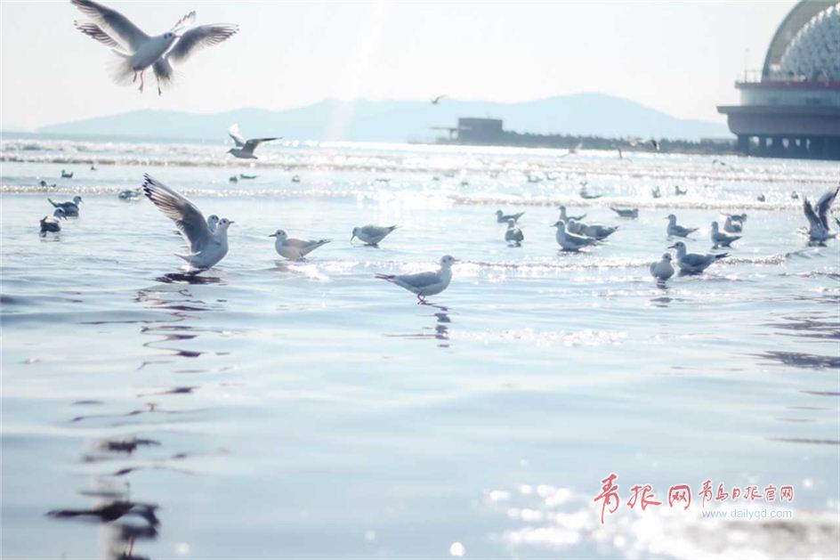 这个春节来青岛喂海鸥吧 红嘴白衣萌煞人