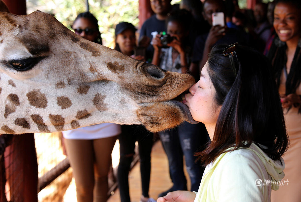 美女肯尼亚公园和长颈鹿舌吻