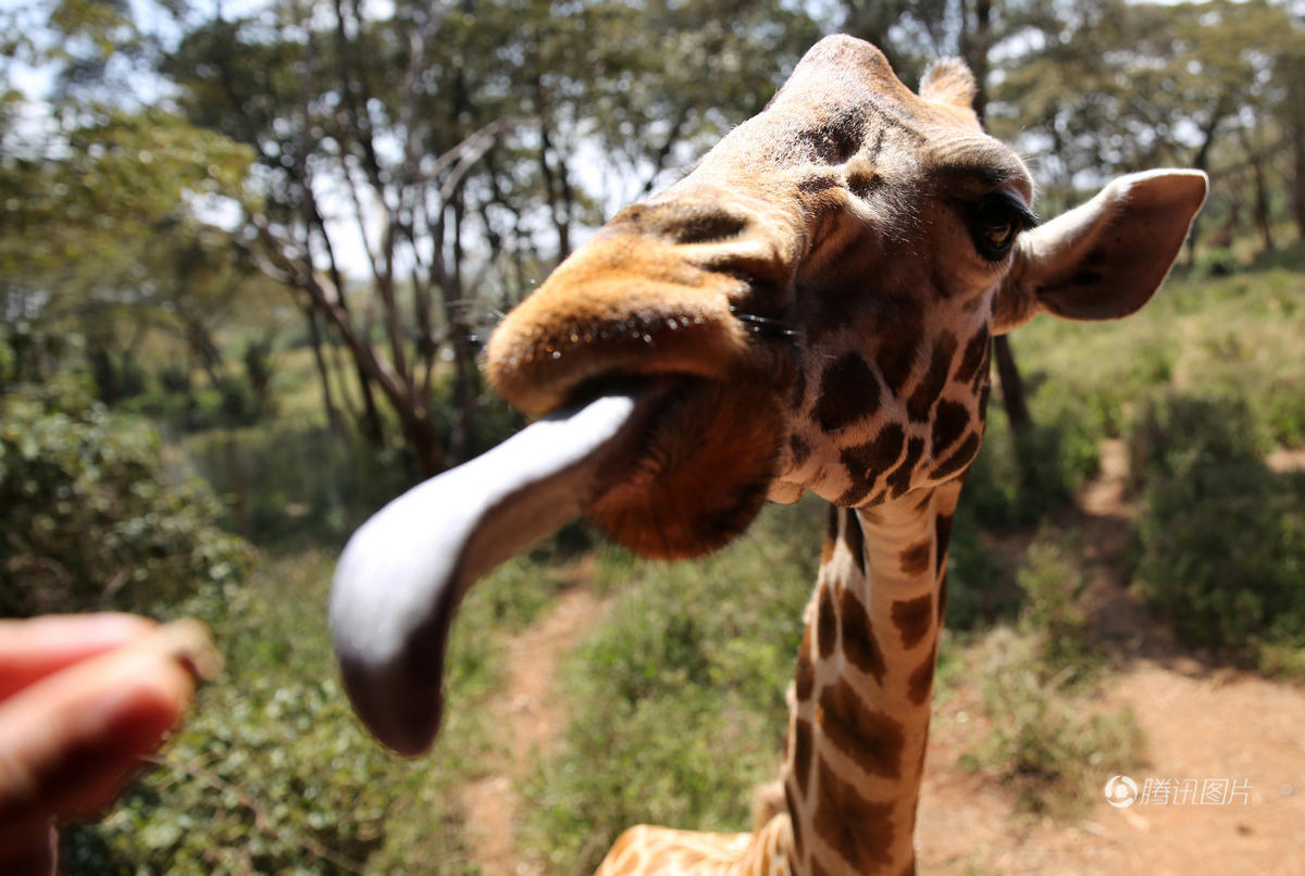 美女肯尼亚公园和长颈鹿舌吻