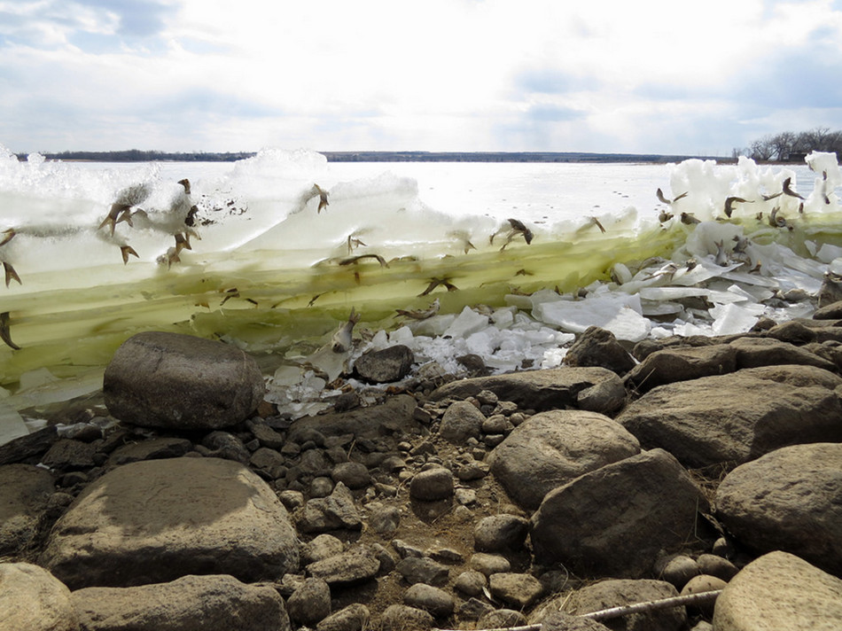 美国一自然公园现奇景:鱼被冰封在
