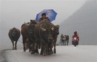 1月18日傍晚，贵州省六枝特区，离家乡只有几十公里，骑着摩托车的牟安虎和妻子在故乡的道路上偶遇一队水牛。