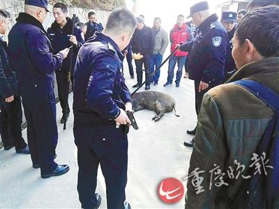 100公斤野猪闯景区与游客对峙 警察开枪解围