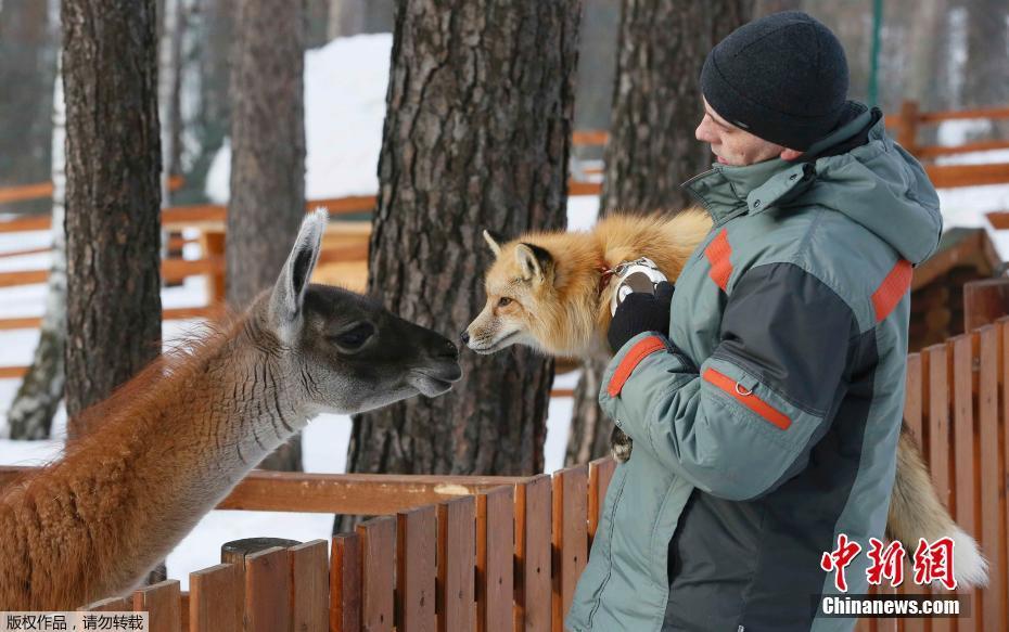 俄美女训练狐狸 画面温馨逗趣