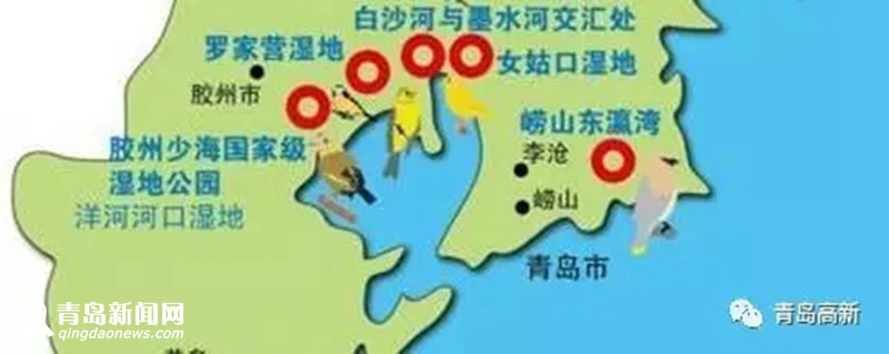 珍惜候鸟频现胶州湾 最全观鸟攻略看这里(图)