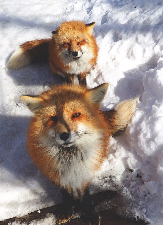日本狐狸村百余只野狐玩耍打滚不惧人