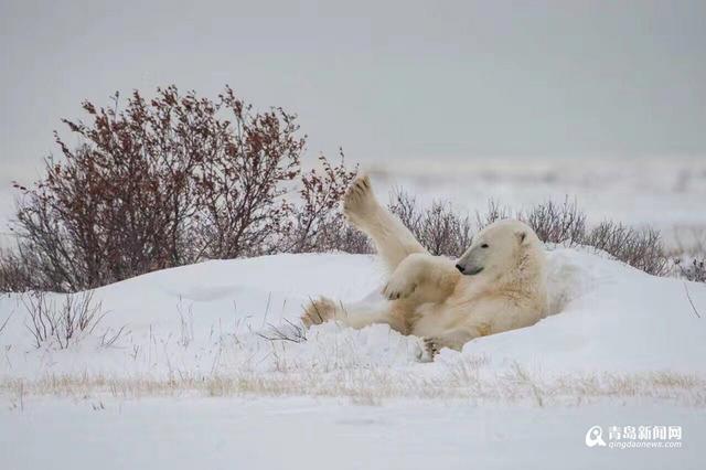 【看世界】北极熊雪地嘻戏与伙伴熊抱 萌翻了