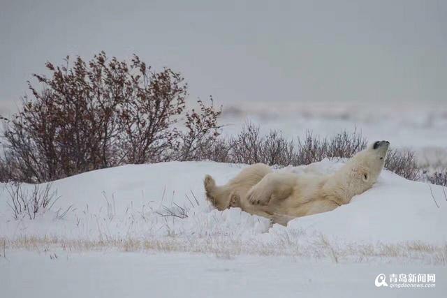 【看世界】北极熊雪地嘻戏与伙伴熊抱 萌翻了