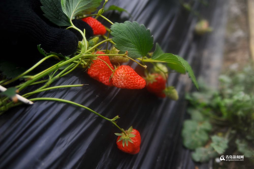 高清：近郊草莓采摘游升温 
