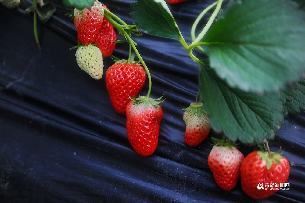 高清：近郊草莓采摘游升温 