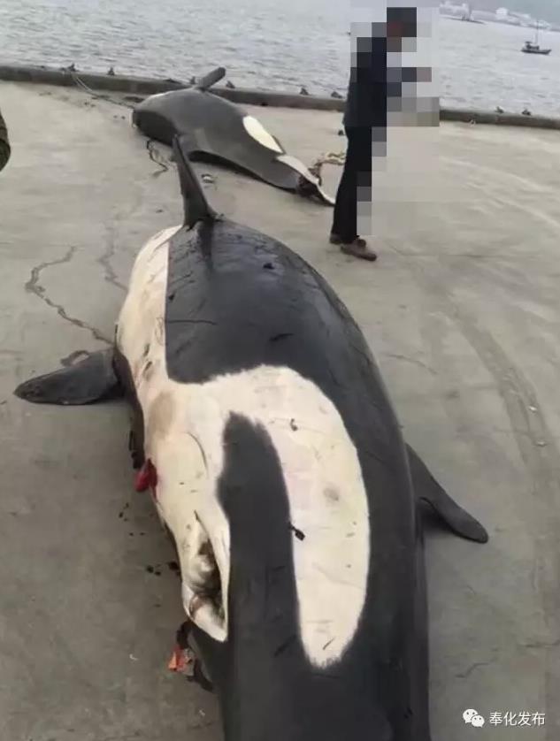宁波渔民误捕两条4米长虎鲸 众人围观
