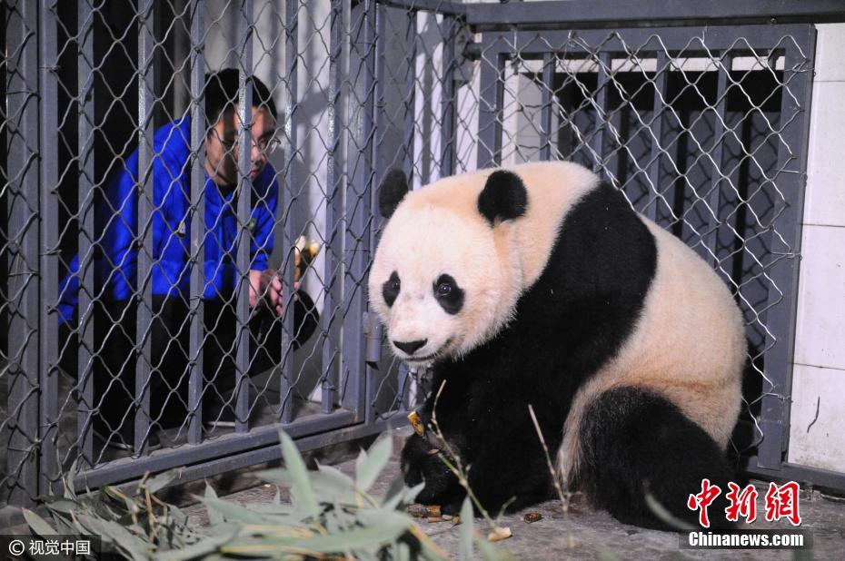 旅美大熊猫“宝宝”顺利回到中国大熊猫保护研究中心