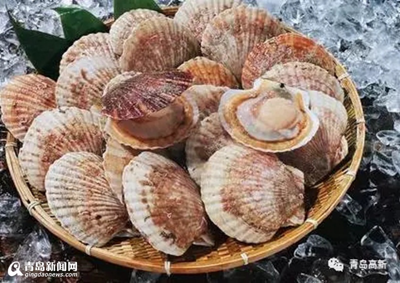 红岛最全海鲜攻略出炉 贝类这样吃最鲜