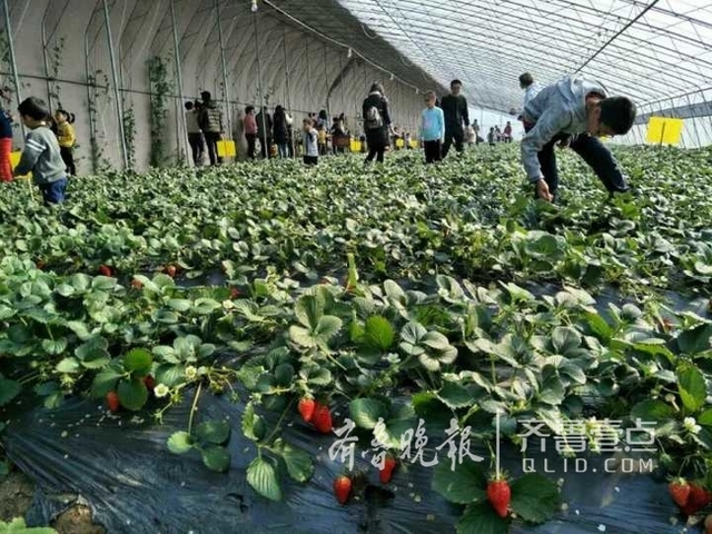 即墨一草莓农场半天接待300多人 吃掉近500斤
