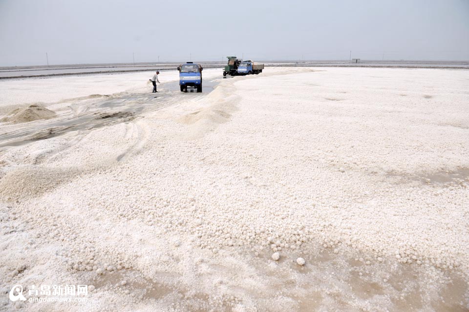 高清：探访青岛最后的盐场 盐垛堆得像银山