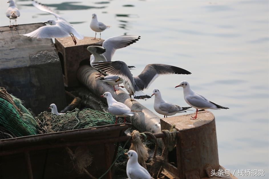 实拍小港渔民岸边修网 海鸥列队围观伺机觅食