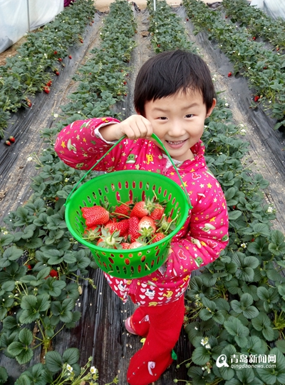 又到采摘旺季 纯生态草莓价虽高仍受追捧