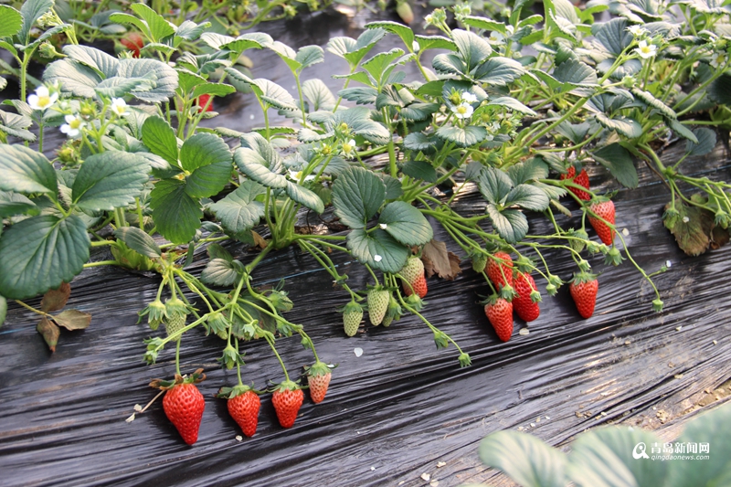 又到采摘旺季 纯生态草莓价虽高仍受追捧