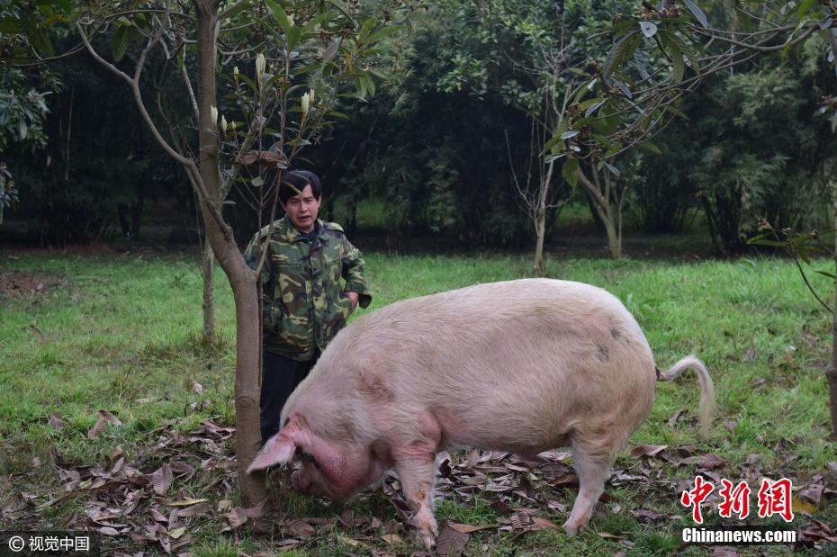汶川地震中的猪坚强有专人伺候 工作人员陪遛弯