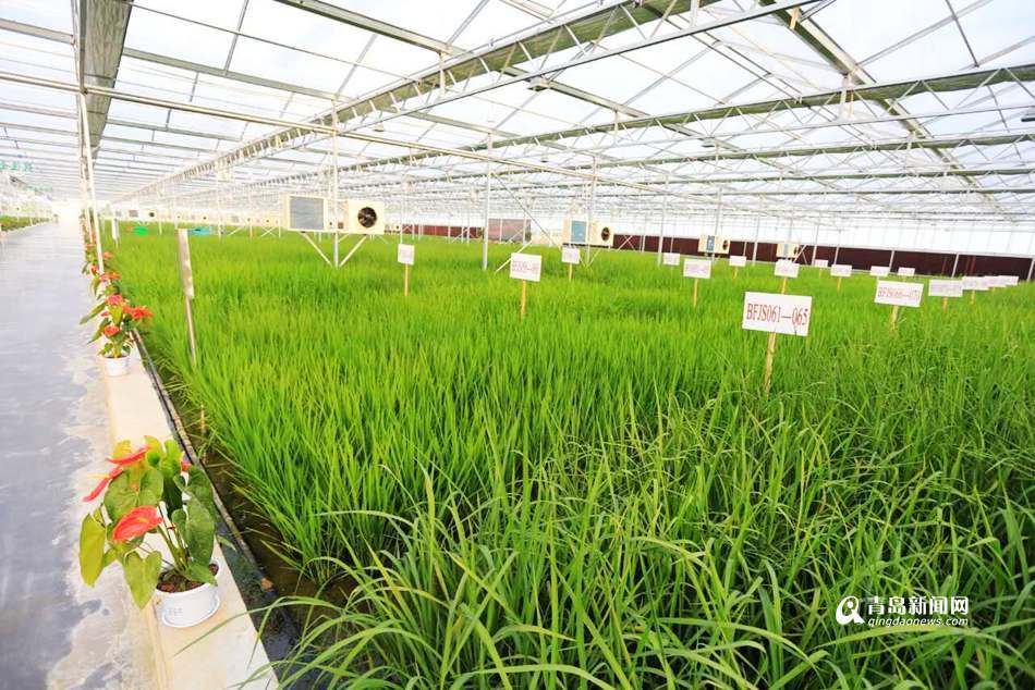 青岛下月试种400亩海水稻 亩产可达500公斤