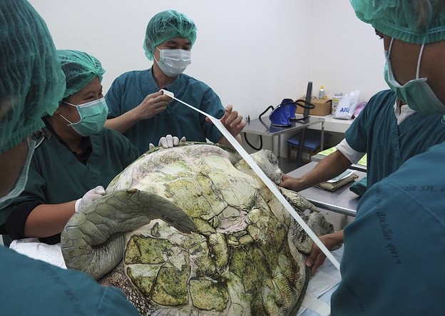 泰国海龟吞食915枚硬币被取出 曾被戏称为银行