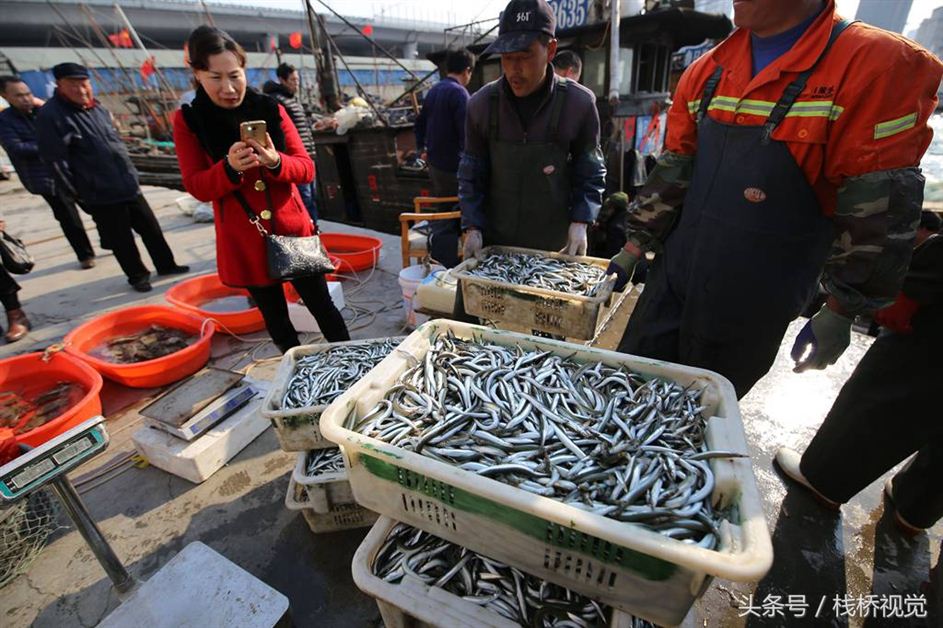 青岛迎来面条鱼鱼汛 产量减少身价倍增