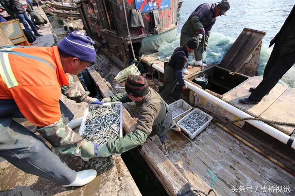 青岛迎来面条鱼鱼汛 产量减少身价倍增