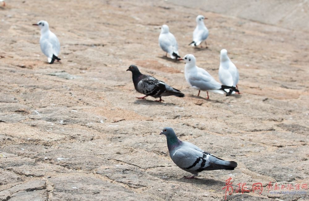 栈桥边鸽子和海鸥抢饭碗 悠闲踱步找食物
