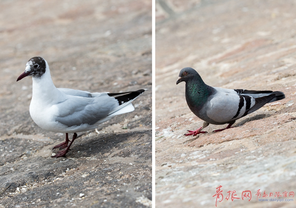 栈桥边鸽子和海鸥抢饭碗 悠闲踱步找食物