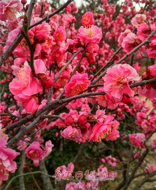 青岛梅花节开幕首日梅香四溢 市民踏梅迎春