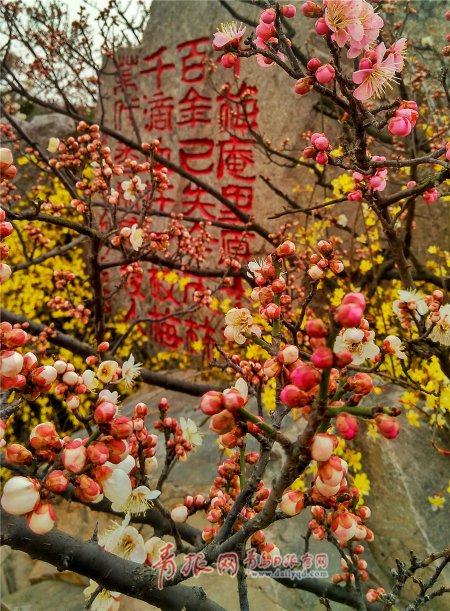 青岛梅花节开幕首日梅香四溢 市民踏梅迎春