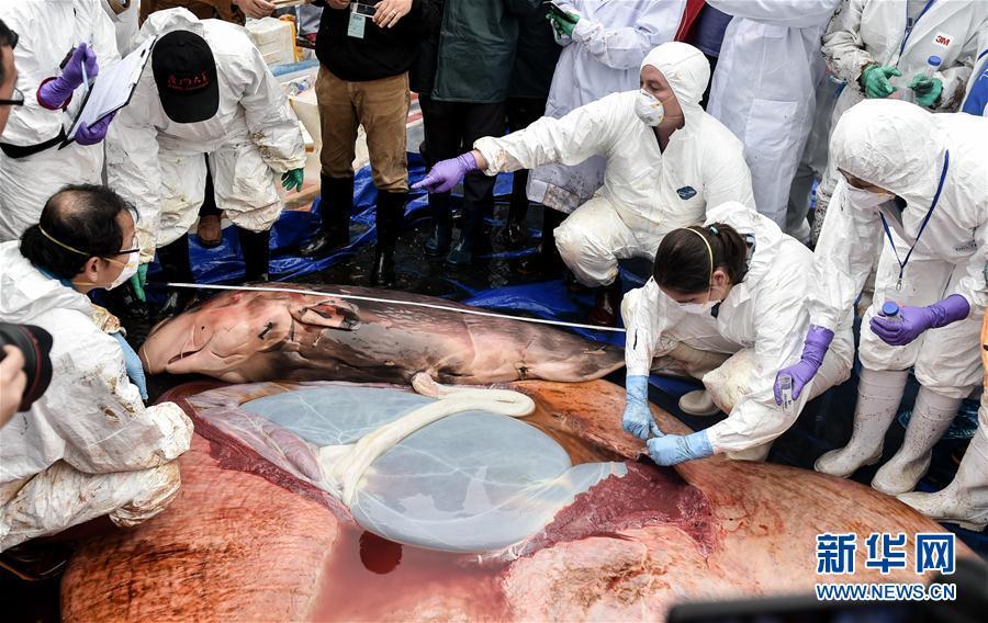 组图：搁浅死亡鲸鱼已怀孕 解剖遗体发现胎儿