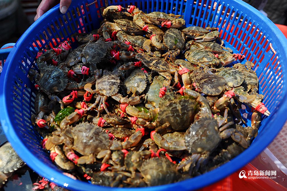 高清：灵山岛石夹红花盖蟹大量上市 味道鲜美