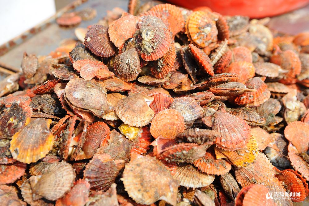 高清：灵山岛石夹红花盖蟹大量上市 味道鲜美