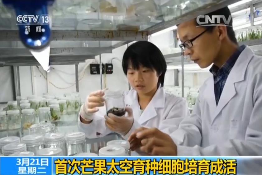 世界首次！中国芒果太空育种细胞成活(图)