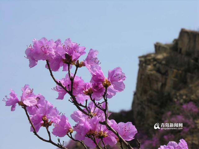 三月踏春好时节 青岛杜鹃花观赏攻略出炉(图)