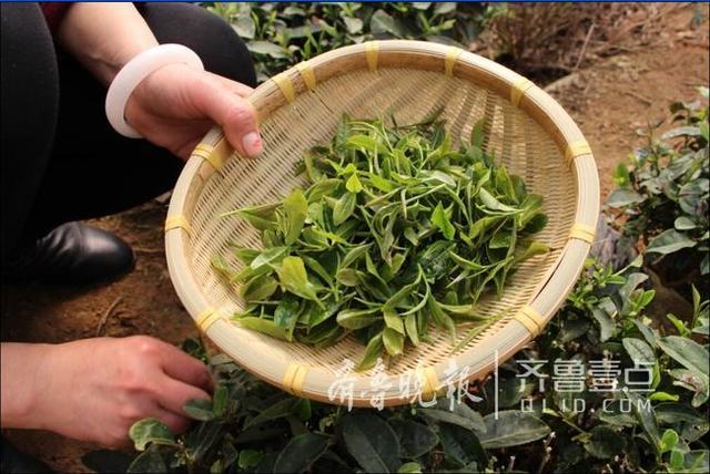 即墨鳌山大棚春茶上市 干茶每斤最高800元